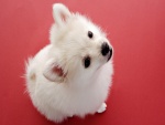 Hermoso cachorro blanco mirando hacia arriba