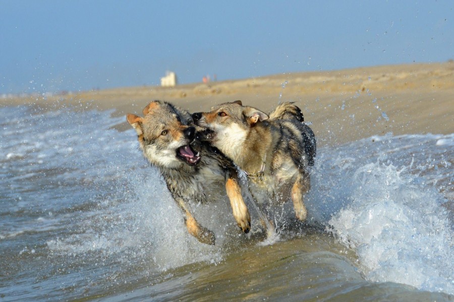 Lobos peleando en una playa