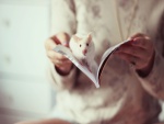 Rata blanca sobre un libro