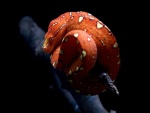 Una serpiente naranja enroscada