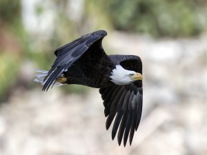 Águila en pleno vuelo