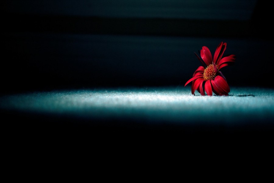 Una flor roja en la sombra