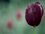 Un hermoso tulipán
