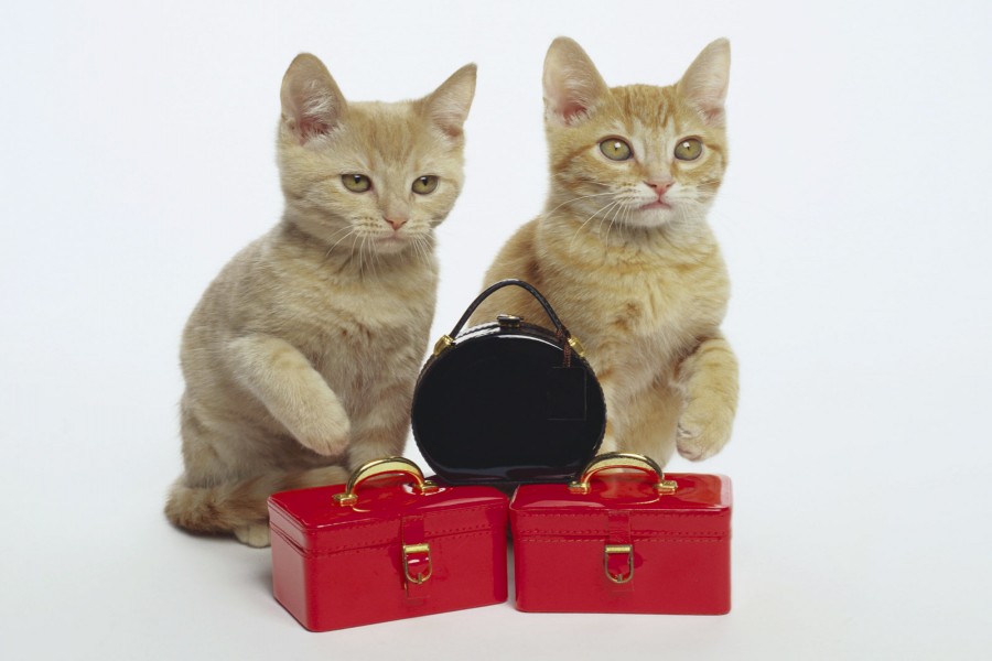Gatos junto a unas maletitas