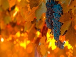 Uvas madurando entre las hojas de la parra