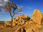 Árbol de Josué en el desierto de Mojave
