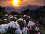El sol iluminando los rododendros en las montañas