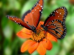 Dos mariposas sobre una flor naranja