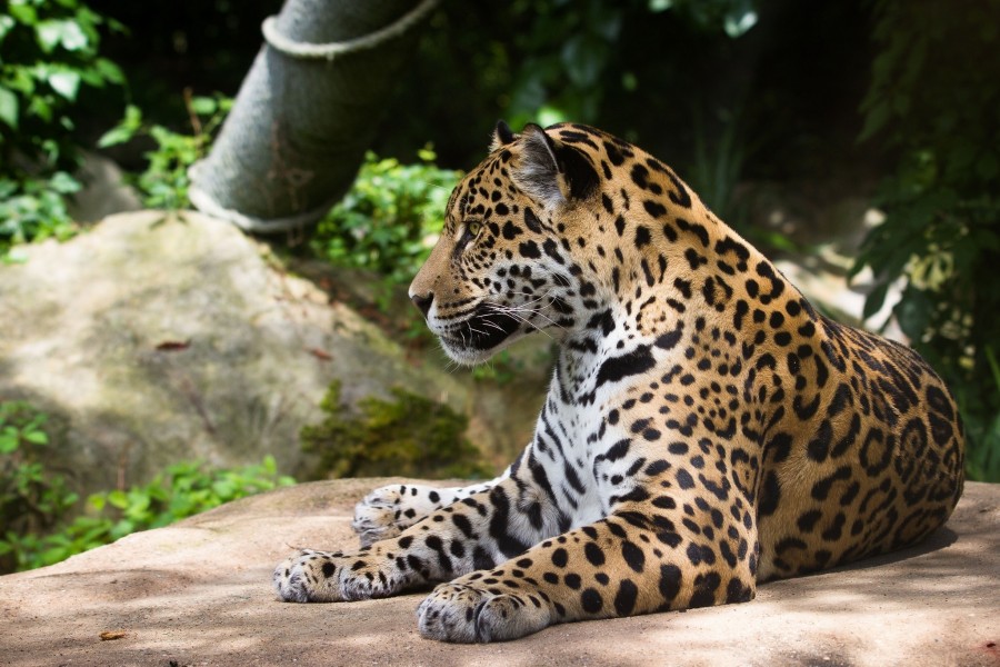 La belleza de un jaguar tumbado sobre una roca