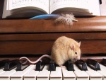 Rata sobre las teclas del piano