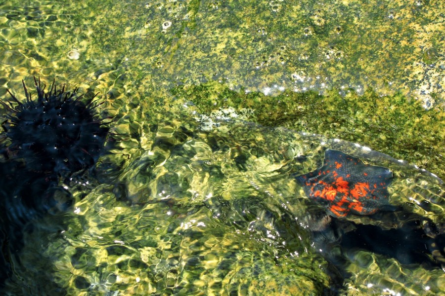 Erizo y estrella de mar en el agua