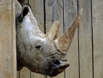 La cabeza de un rinoceronte
