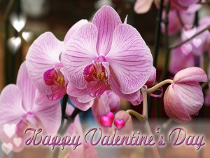 Orquídeas para San Valentín