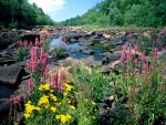Flores y piedras junto al cauce de un río