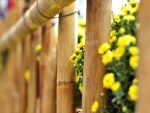Flores amarillas junto a una valla de bambú