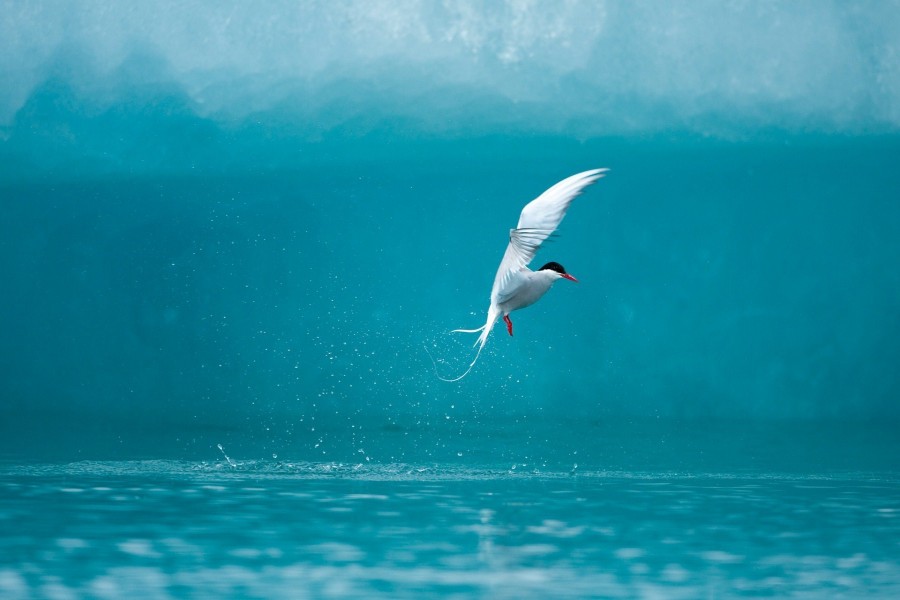 Pájaro volando junto al agua
