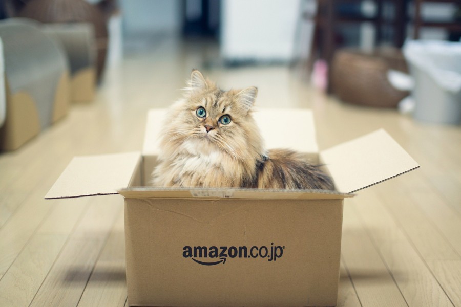 Un hermoso gato dentro de una caja de amazon