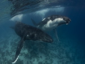 Dos ballenas jorobadas en el mar