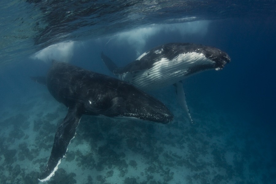 Dos ballenas jorobadas en el mar