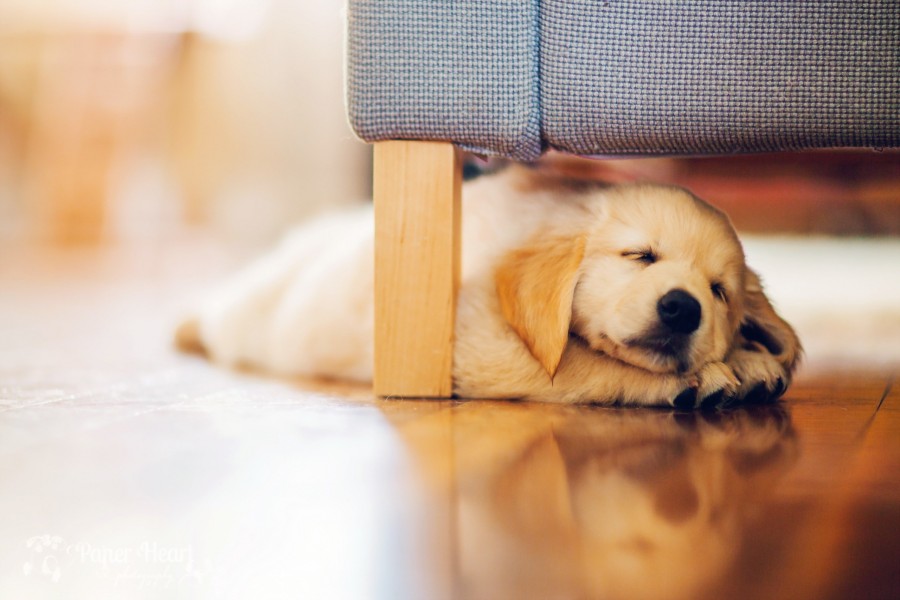 Cachorro durmiendo bajo el sofá