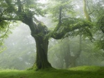 Árboles en un bosque con niebla