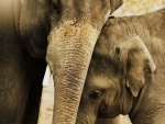 Pequeño elefante junto a su mamá