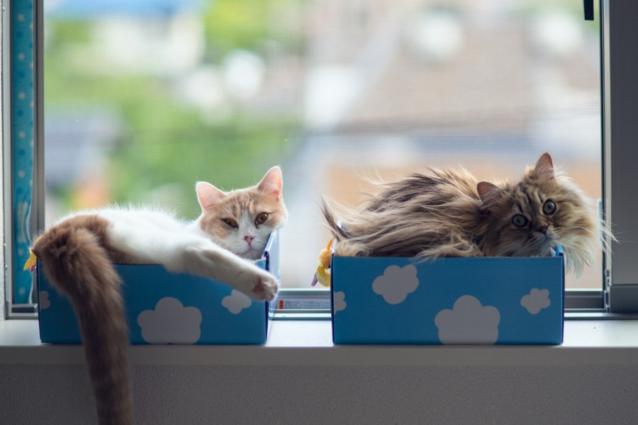 Dos gatos tumbados en unas cajas junto a la ventana