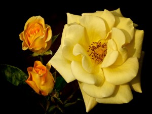 Bellas rosas amarillas