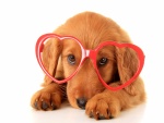 Perro con gafas en forma de corazón
