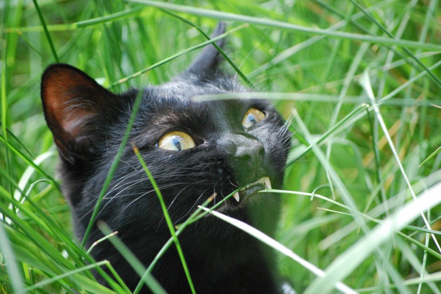 Gato negro masticando una brizna de hierba