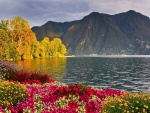 Flores de colores que crecen en un lago de montaña