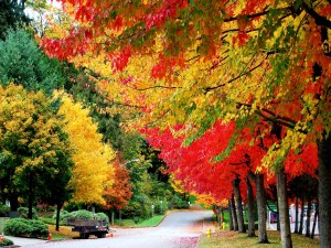 Postal: Los colores del otoño