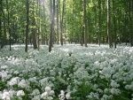 Bosque cubierto de flores blancas