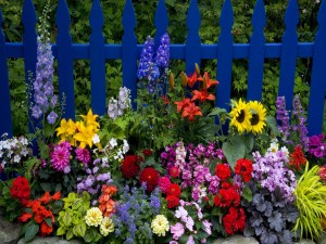 Flores multicolores en el jardín junto a una valla