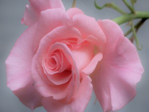 La belleza de una rosa color rosa
