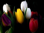 Espléndidos y coloridos tulipanes