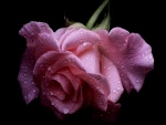 Bella rosa cubierta de agua