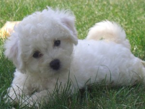 Un lindo perrito sobre la hierba