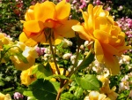 Rosas amarillas en el jardín