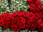 Hiedra y rosas rojas