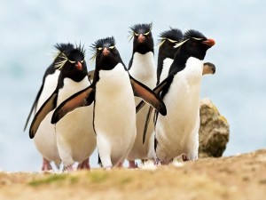 Familia de pingüinos