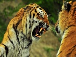 Tigres peleando