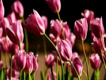 Hermosos tulipanes rosas iluminados por el sol