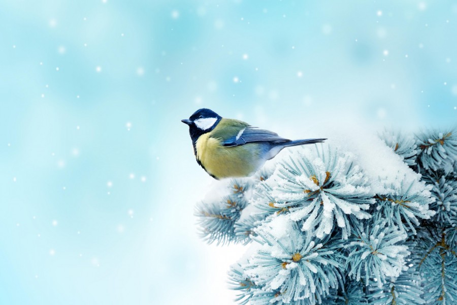 Pájaro sobre unas ramas nevadas