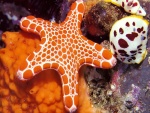 Estrella de mar de color naranja