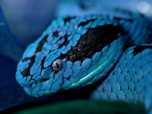 Serpiente de color azul