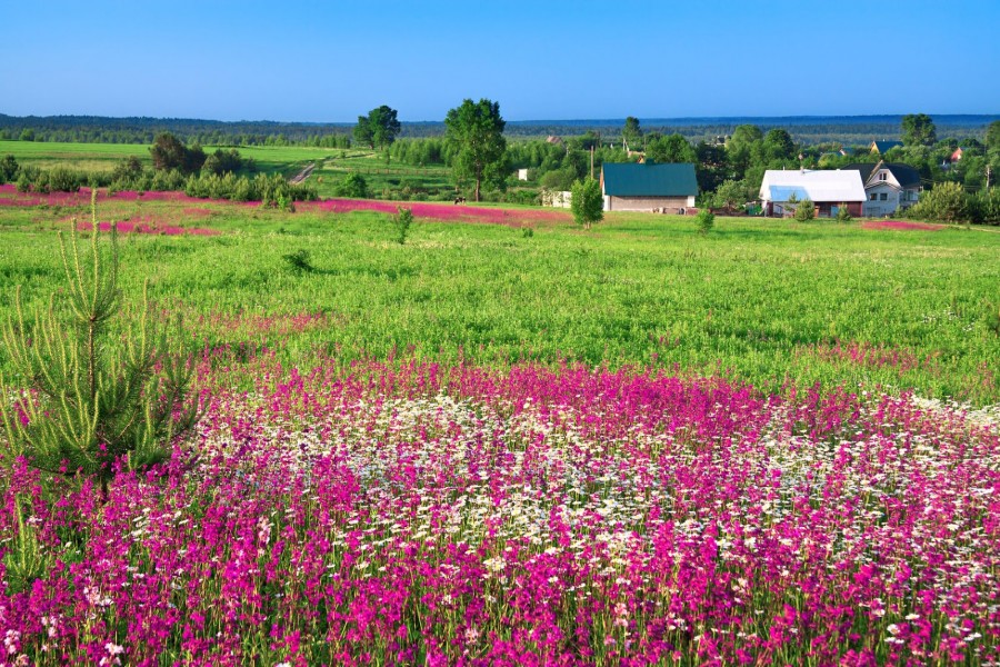 Un prado con flores en un paisaje rural veraniego