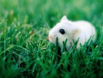 Un hámster blanco sobre la hierba