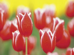 Gotas de agua sobre unos tulipanes