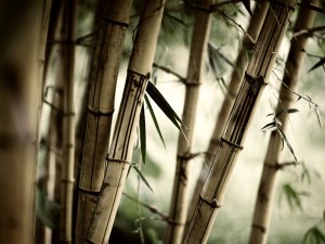 Troncos de bambú